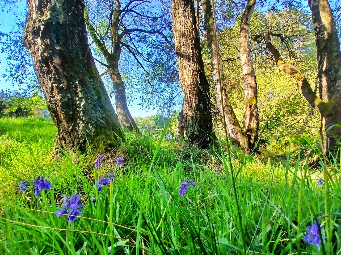 Azure Whispers