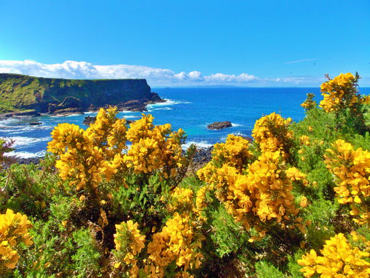 Wild Coastal Bloom