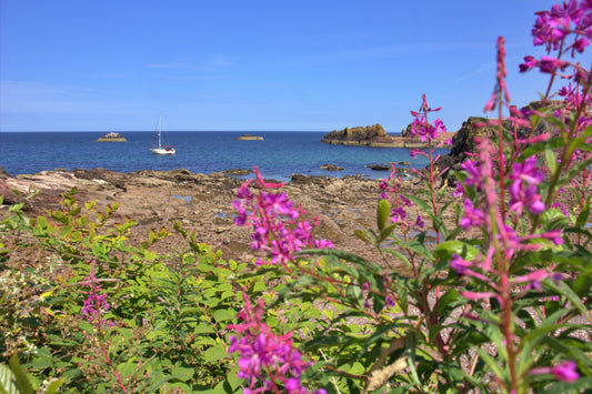 Anchored In Colour