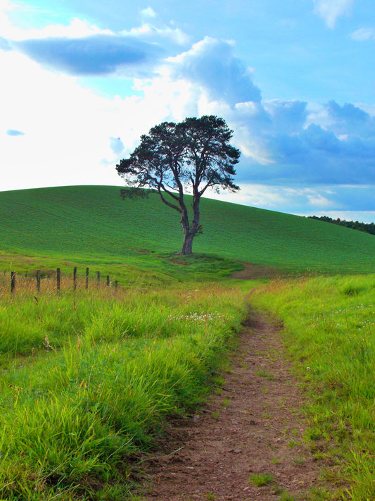 A Quiet Path