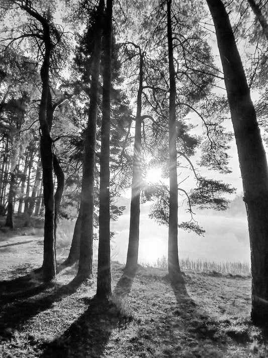 Light Between The Pines