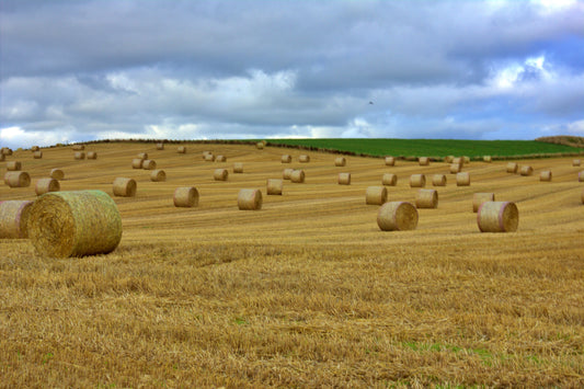 Contours Of Labour